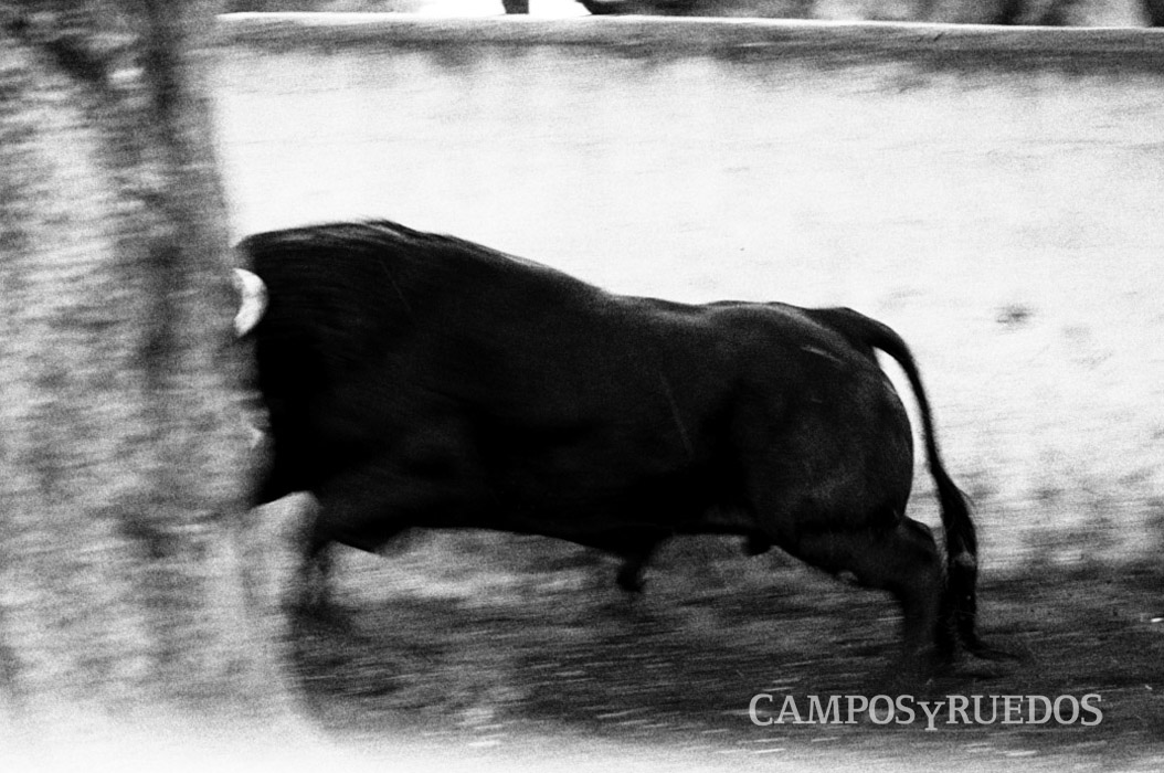 ricoterrones2015