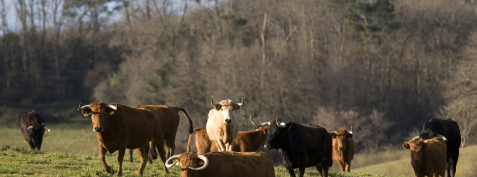 Les vaches de Casanueva © Laurent Larrieu / Camposyruedos
