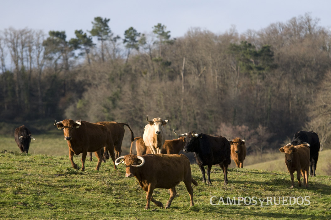 Les vaches de Casanueva © Laurent Larrieu / Camposyruedos
