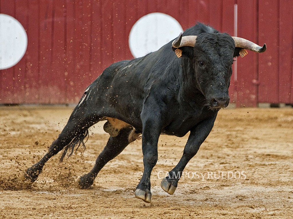 coquilla copie