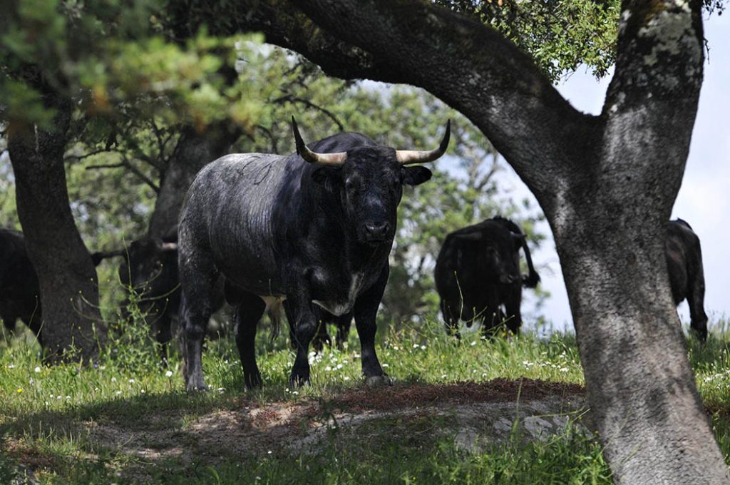 Un toro de Vale Sorraia pour Vila Franca de Xira 2018 @ Laurent Larrieu